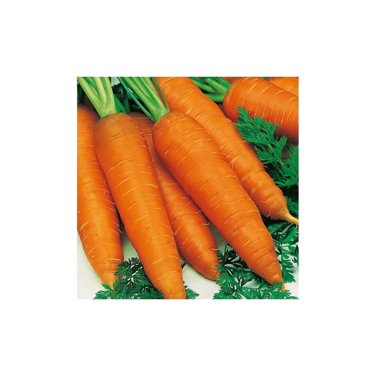 Mrkev Autumn King 2 - Daucus carota - semena - 0,4 g