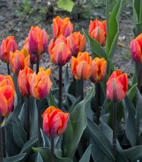 Tulipán Prinses Irene - Tulipa - cibuloviny - 3 ks