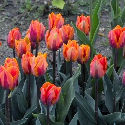 Tulipán Prinses Irene - Tulipa - cibuloviny - 3 ks