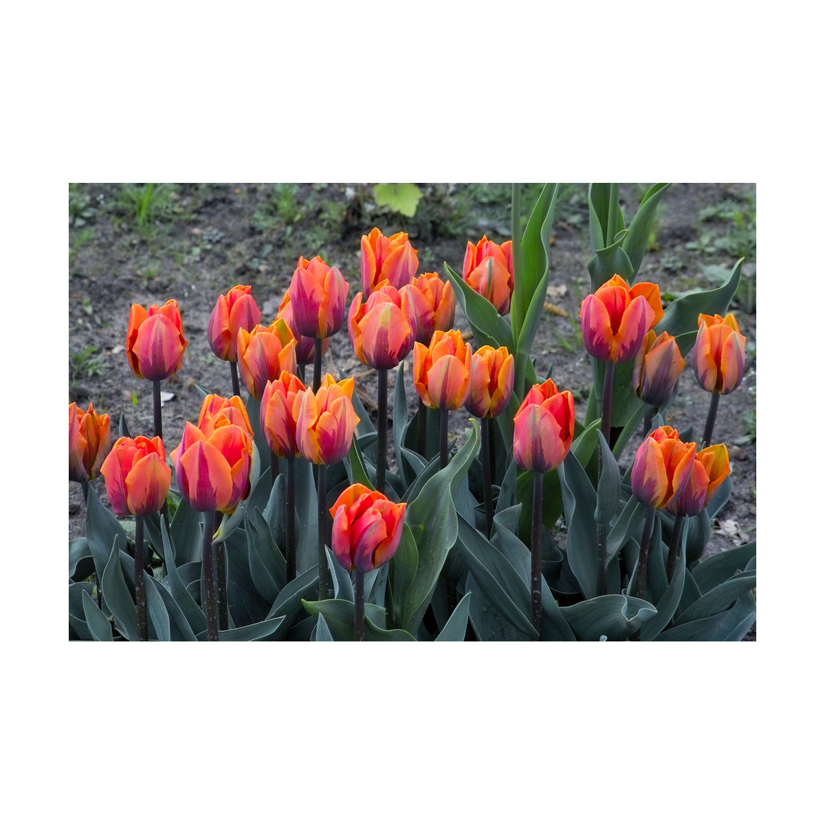 Tulipán Prinses Irene - Tulipa - cibuloviny - 3 ks