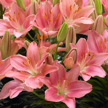 Lilie Foxtrot - cibuloviny - 1 ks