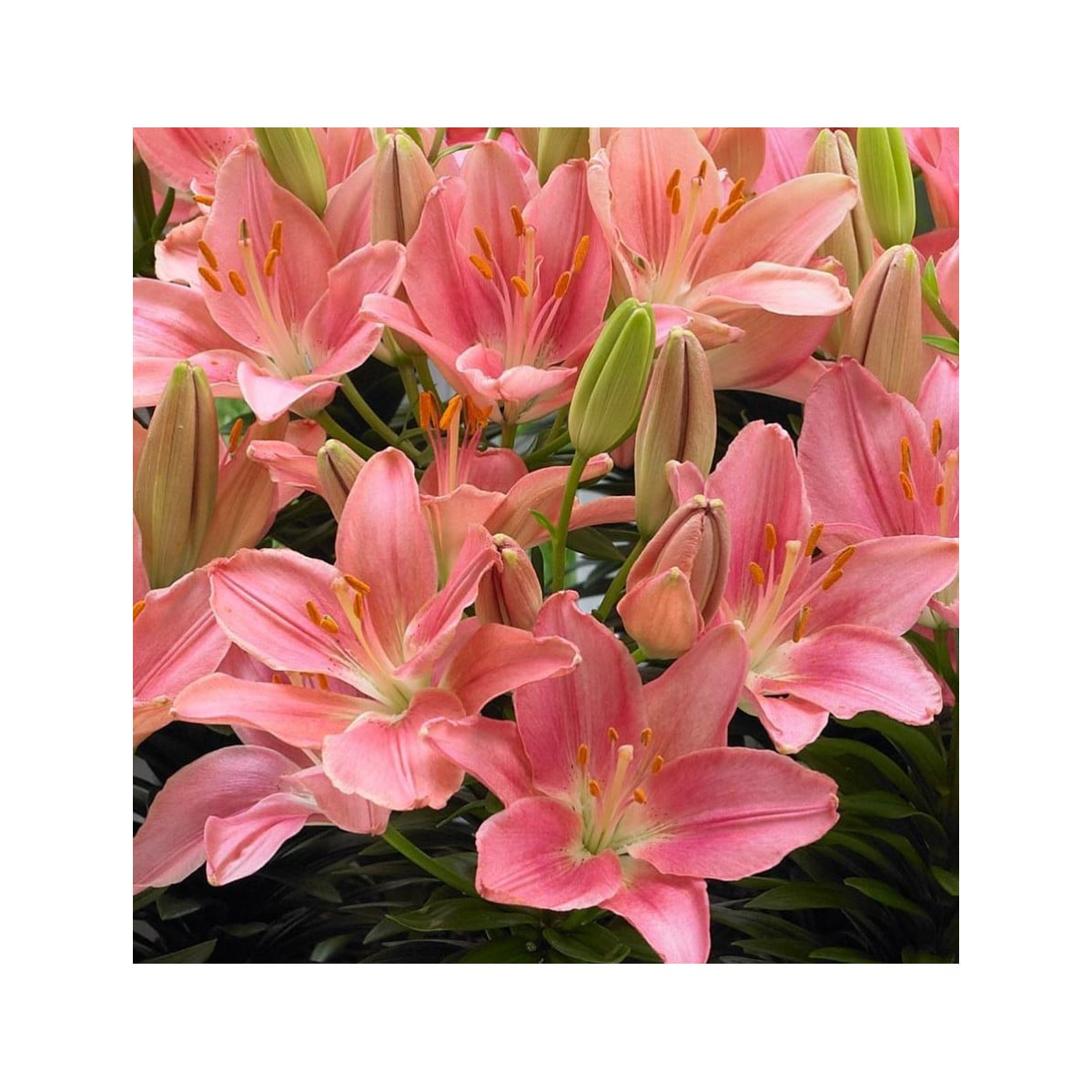 Lilie Foxtrot - cibuloviny - 1 ks