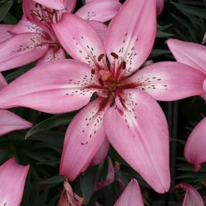 Lilie Happy Kiss - cibuloviny - 1 ks