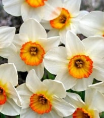 Narcis Flower Record - cibuloviny - 3 ks