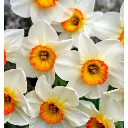 Narcis Flower Record - cibuloviny - 3 ks