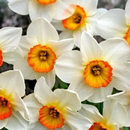 Narcis Flower Record - cibuloviny - 3 ks
