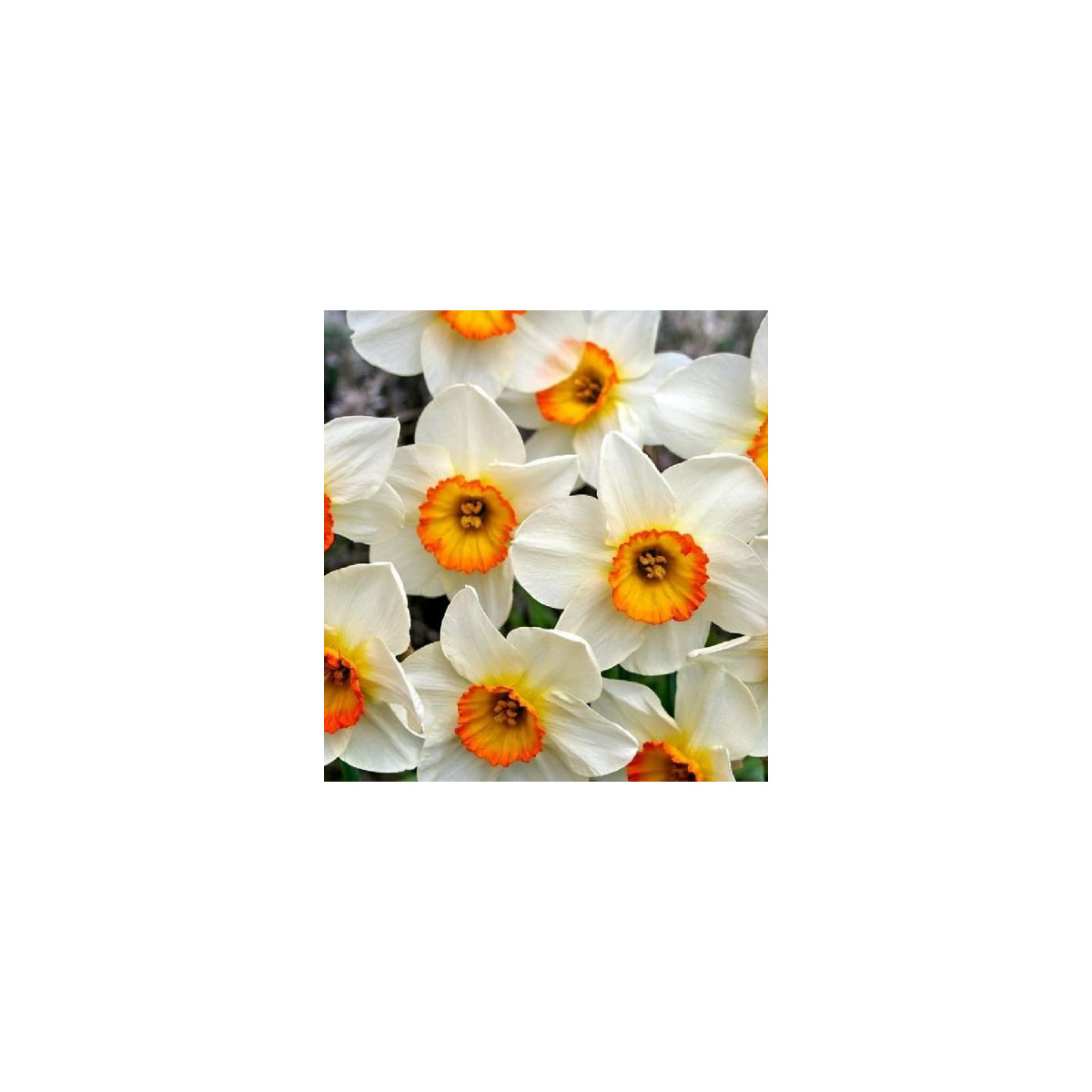 Narcis Flower Record - cibuloviny - 3 ks