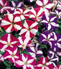 Petúnie velkokvětá Duplika F1 mix barev - Petunia grandiflora - semena - 20 ks