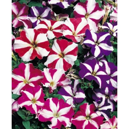 Petúnie velkokvětá Duplika F1 mix barev - Petunia grandiflora - semena - 20 ks