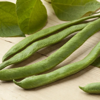 Fazolové lusky Butler - Phaseolus coccineus - semena - 20 ks