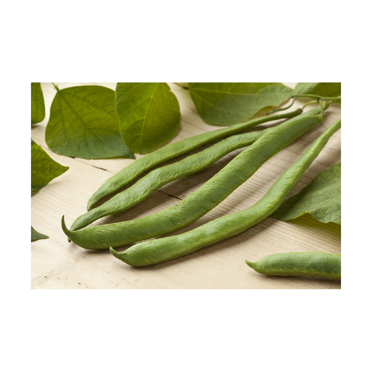 Fazolové lusky Butler - Phaseolus coccineus - semena - 20 ks