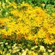 Zahradní sen ve žluté - semena letniček - směs letniček - 0,9 g