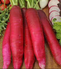 Bio ředkev Ostergruss Rosa 2 - Raphanus sativus - semena - 0,3 gr