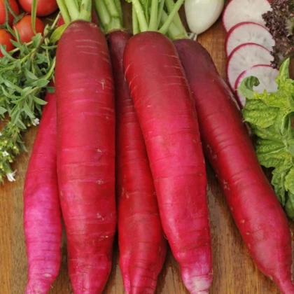 Bio ředkev Ostergruss Rosa 2 - Raphanus sativus - semena - 0,3 gr