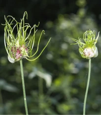 Česnek Hair vláskatý - Allium - cibule okrasného česneku - 3 ks