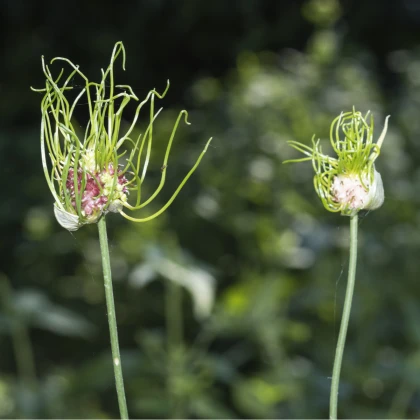 Česnek Hair vláskatý - Allium - cibule okrasného česneku - 3 ks