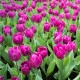 Tulipán Purple Flag - Tulipa - cibule tulipánu - 3 ks