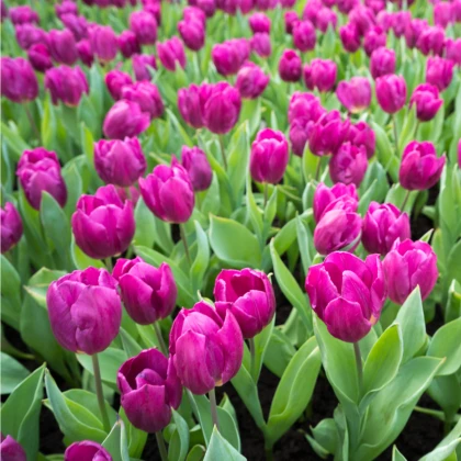 Tulipán Purple Flag - Tulipa - cibule tulipánu - 3 ks