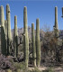 Saguaro - Kaktus svícnovitý - Carnegiea gigantea - semena kaktusu - 5 ks