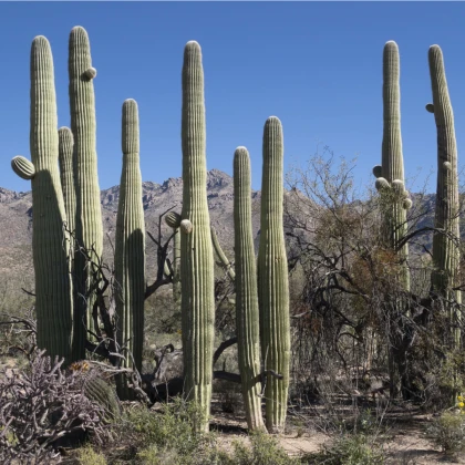 Saguaro - Kaktus svícnovitý - Carnegiea gigantea - semena kaktusu - 5 ks