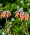 Kotyledon oranžový - Cotyledon - semena - 5 ks