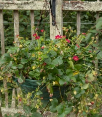 Jahodník velkoplodý Temptation  - Fragaria ananassa - semena jahodníku - 10 ks