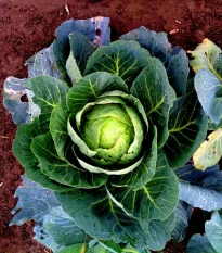 Zelí bílé Brunswijker - Brassica oleracea - semena zelí - 150 ks