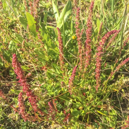 Šťovík zahradní - Rumex patientia - semena šťovíku - 20 ks