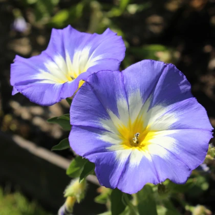 Svlačec trojbarevný Royal Ensign - Convolvulus tricolor - semena svlačce - 50 ks