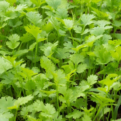 Koriandr setý Chechnya - Coriandrum sativum - semena - 100 ks