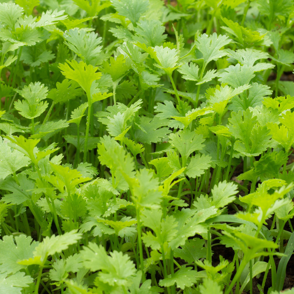 Koriandr setý Chechnya - Coriandrum sativum - semena - 100 ks