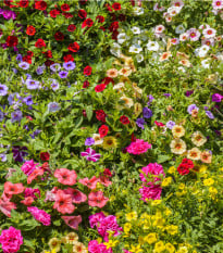Petúnie plnokvětá směs barev - Petunia hybrida hybrida - semena - 10 ks