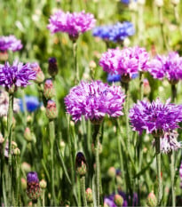 Chrpa směs barev - Centaurea cyanus mix - semena chrpy - 100 ks