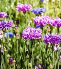 Chrpa směs barev - Centaurea cyanus mix - semena chrpy - 100 ks