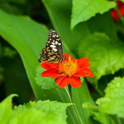 Květinová směs pro motýly - semena - 3 g
