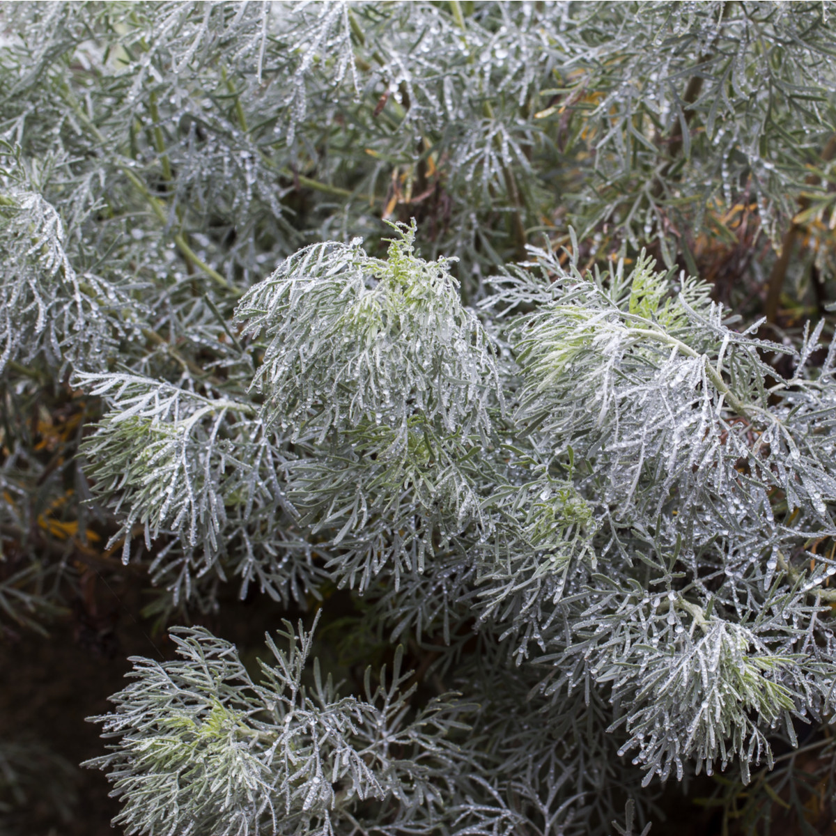 Pelyněk pravý - Artemisia absinthum - semena pelyňku - 250 ks