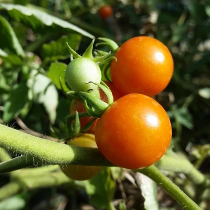 Rajče Moneymaker - Solanum lycopersicum - semena rajčete - 20 ks