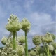 Cibule zimní - Česnek ošlejch - Allium fistulosum - semena cibule - 120 ks