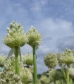 Cibule zimní - Česnek ošlejch - Allium fistulosum - semena cibule - 120 ks