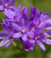 Dichelostemma - Dichelostemma congestum - cibuloviny - 2 ks