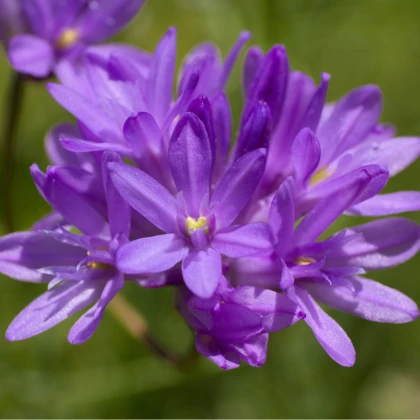 Dichelostemma - Dichelostemma congestum - cibuloviny - 2 ks