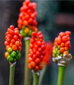 Áron červený - Arum italicum - hlízy áronu - 2 ks