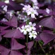 Šťavel trojhranný - Oxalis triangularis - hlízy šťavelu - 3 ks