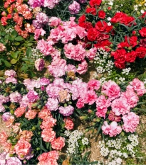 Hvozdík trpasličí mix barev - Dianthus caryophyllus - semena hvozdíku - 130 ks