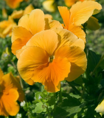 Maceška Padparadja F2 - Viola wittrockiana - semena - 30 ks