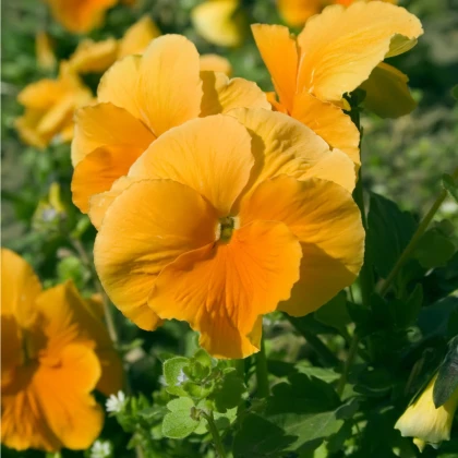 Maceška Padparadja F2 - Viola wittrockiana - semena - 30 ks