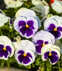 Maceška Silberbraut - Viola wittrockiana - semena macešky - 200 ks