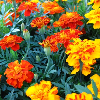 Aksamitník rozkladitý Bolero - Tagetes patula nana - semena aksamitníku - 0,3 g