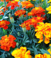Aksamitník rozkladitý Bolero - Tagetes patula nana - semena aksamitníku - 0,3 g