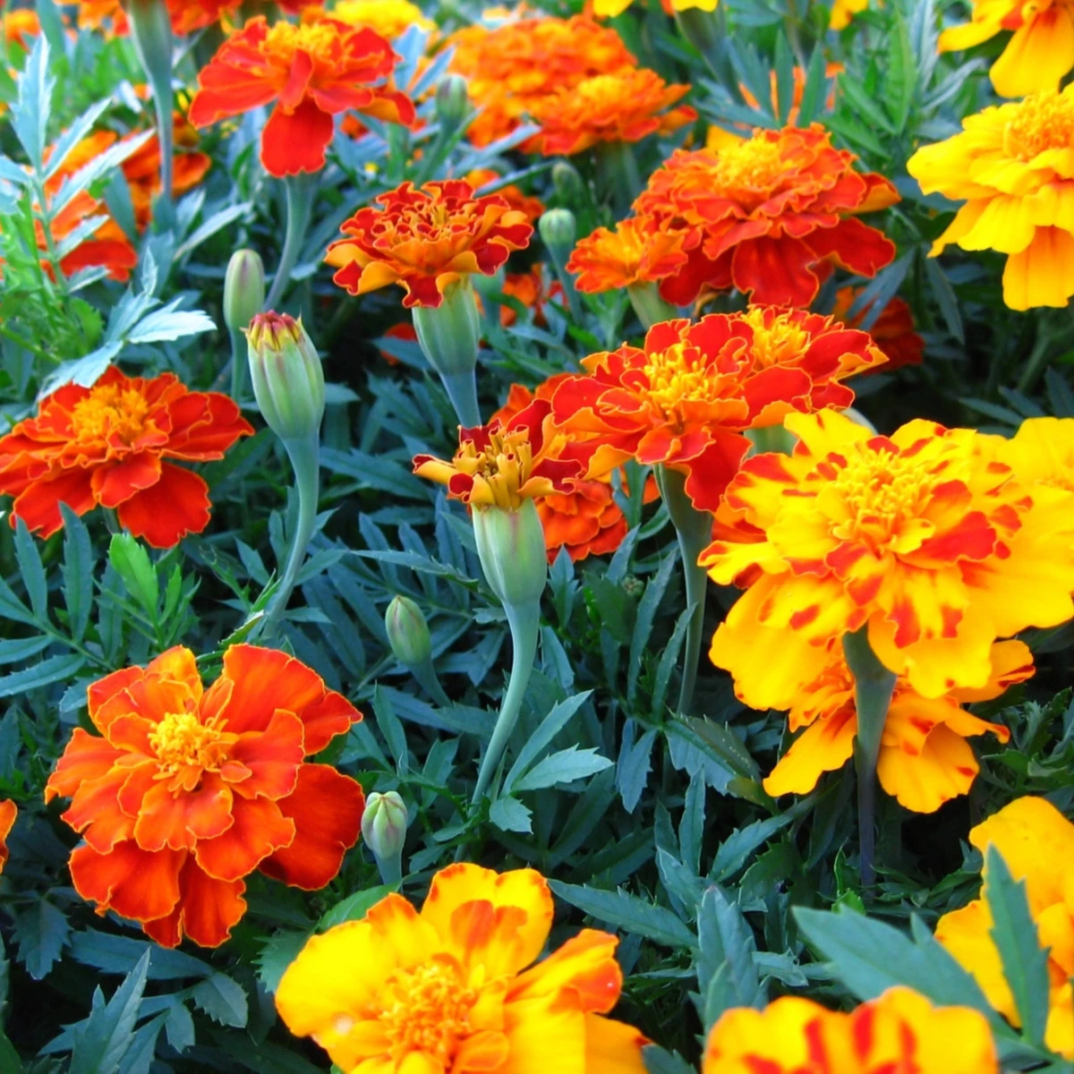 Aksamitník rozkladitý Bolero - Tagetes patula nana - semena aksamitníku - 0,3 g